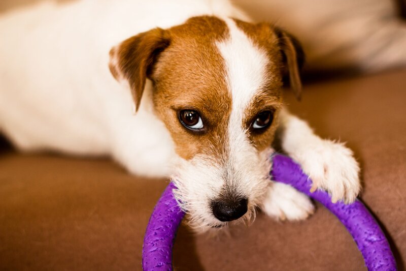 Urban Pets Hotel & Spa
