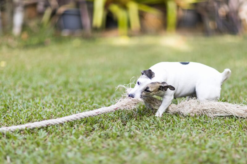 Urban Pets Hotel & Spa