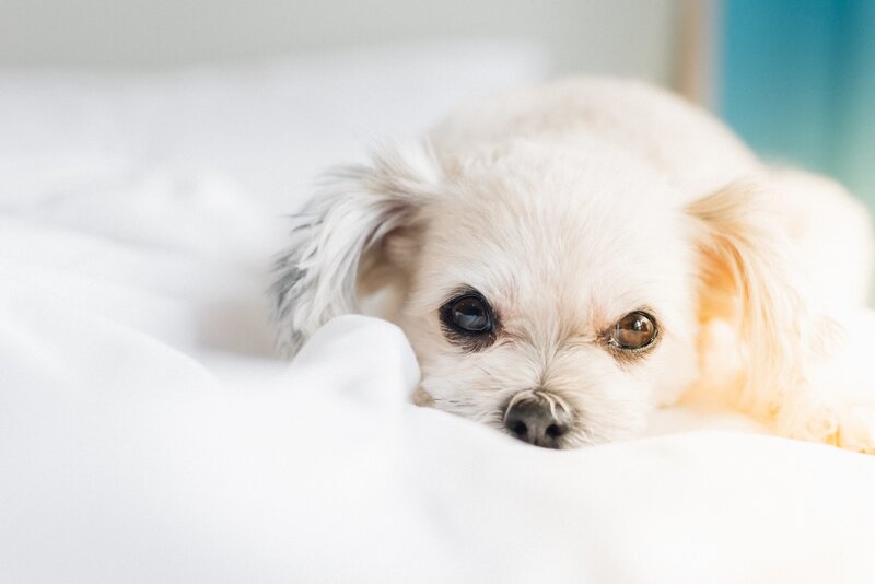 Urban Pets Hotel & Spa
